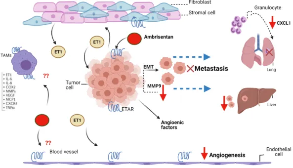 Figure  20:  Schematic diagram summarizing the main finding of the study. Tumor  environment is a heterogenous mixture of cells including, the tumor cells, stromal  cells, fibroblast and immune cells