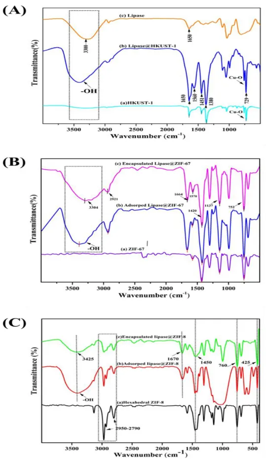 Figure 21: FTIR spectra: of (A) HKUST-1: (a) empty (b) with adsorbed lipase and  (c) free lipase