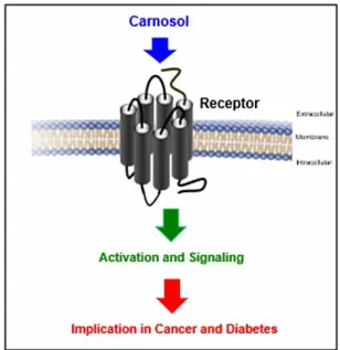 Figure 6: Hypothesis of the study. In this study, we examined the pharmacological and  functional/cellular effects of carnosol on diverse cell surface receptors with potential  implication in the anti-cancer and anti-diabetes actions of carnosol as reporte