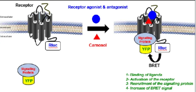 Figure 7: The experimental approach based on BRET technology 