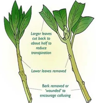 Figure  2:  Maternal  branch  cutting  for  asexual  propagation.  The  slanting  cut  at  lower  portion is made to promote callus formation while the lower leaves, thorns are removed to  avoid transpiration water loss (Bonga, 2016) 