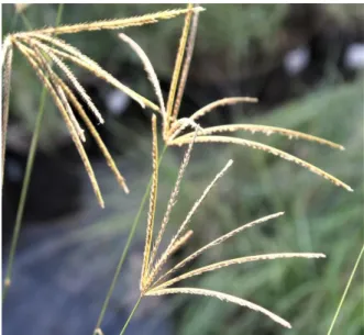 Figure 3: Rhodes grass ( C. gayana ) (Image Source: Animal feed resources information  system) 