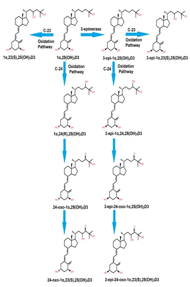 Figure 2: The C-23 and C-24 oxidation pathways for 1α,25(OH) 2 D3 and its epimer [30]