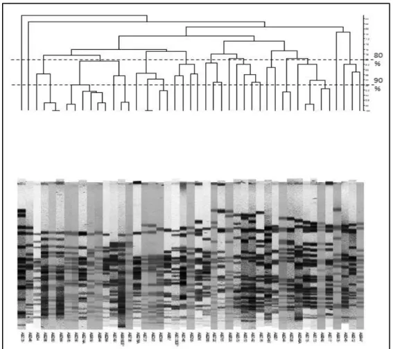 Figure 20: Macrorestriction patterns of the 45 E. coli strains. Dashed lines represent  80% and 90% pattern similarities 