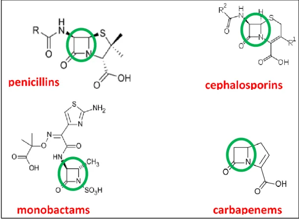 Figure 1: The major groups of beta-lactam antibiotics. The green circle shows the  beta-lactam structure 