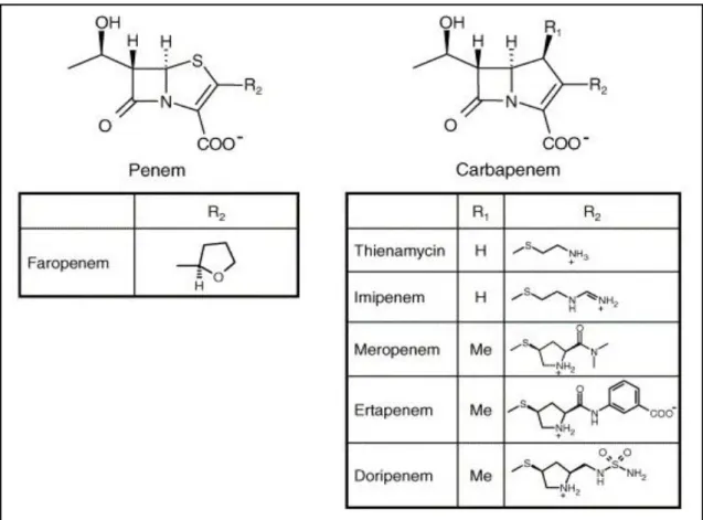 Figure 2: Structural comparison of penem and carbapenem subclasses (Dalhoff et al.,  2006) 