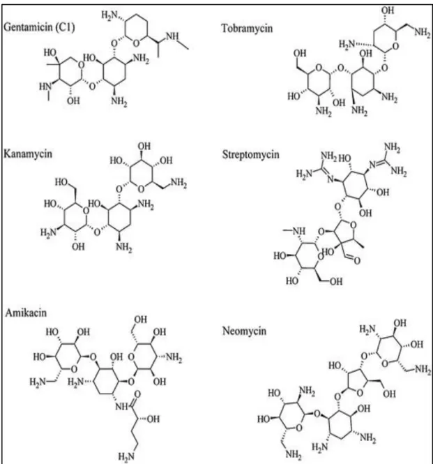 Figure 4: Structure of several aminoglycoside antibiotics (Karasawa and Steyger,  2011) 
