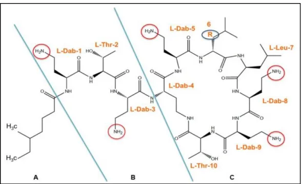 Figure 5: Chemical structure of colistin (Rhouma et al., 2016). A: Hydrophobic acyl  tail, B: Linear tripeptide segment, C: hydrophobic heptapeptide ring 