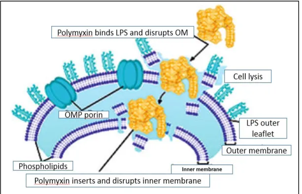 Figure 6: Action of colistin on the LPS (Velkov et al., 2010) 