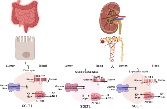 Figure 1: The mechanism of action of dual SGLT1/2 inhibitors in the enterocytes and the  kidney