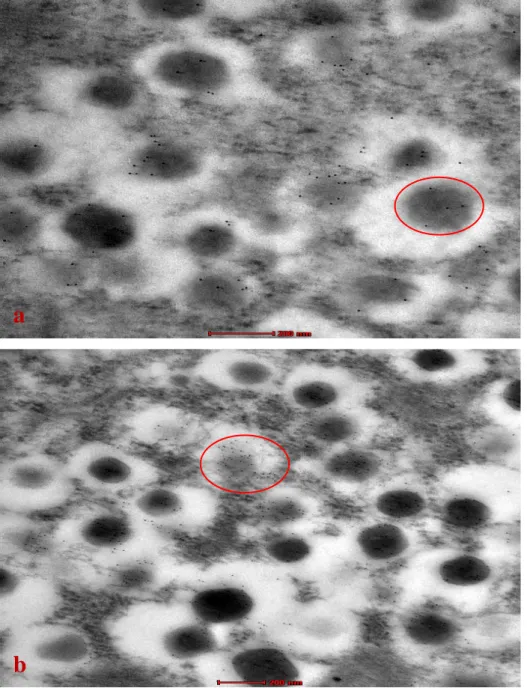 Figure  13:  Electron  micrograph  showing  (a)  β-cell  of  normal  rats  untreated  had  a  few  insulin particles per secretory granules compared to normal treated in (b) β-cell of normal  rats  treated  with  LIK066  showed  more  insulin  particles