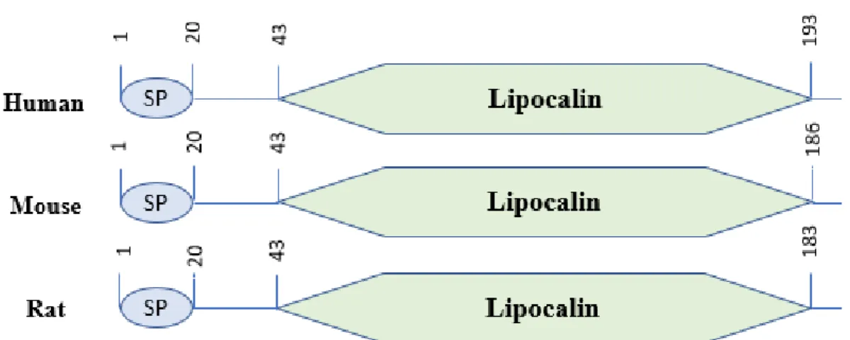 Figure 1: Human, mouse and rat LCN2 domain architecture showing high degree of  similarity