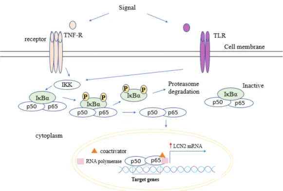 Figure 2: Regulation of LCN2 expression by NF-κB. NF-κB is present in the cytosol  as heterodimer (Rel-A and p50) but it is kept inactive by the inhibitor of NF-κB  (IκB)
