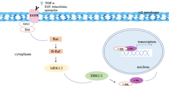 Figure 3: Regulation of LCN2 expression by ERK signaling pathway. Once EGF  binds to the EGFR it gets activated and phosphorylated then it attaches to the Grb2  and Sos proteins in the cytosolic section
