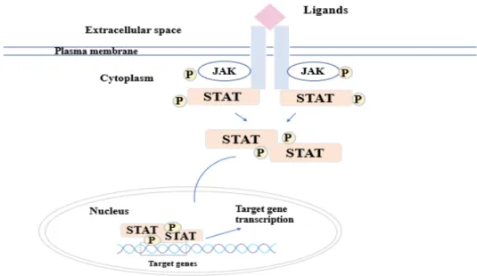 Figure 4: Regulation of LCN2 expression by JAK-STAT signaling pathway. The  receptor gets activated by the binding of the specific ligand and activated JAK binds  to the receptor and phosphorylates its own tyrosine component to activate its kinase  functio