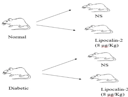 Figure 5: Schematic diagram of the animal groups in the study. 