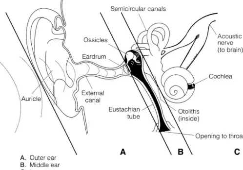 Figure 6-1  The ear is divided into the inner, middle, and outer parts.
