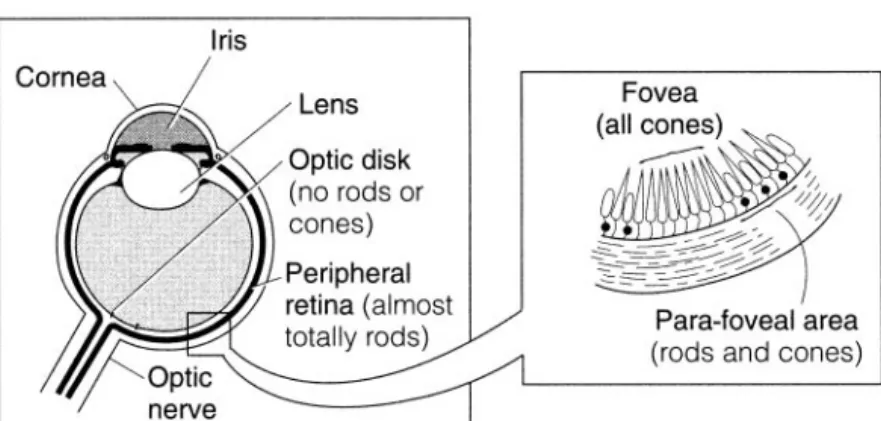 Figure 7-3 Anatomy of the eye.