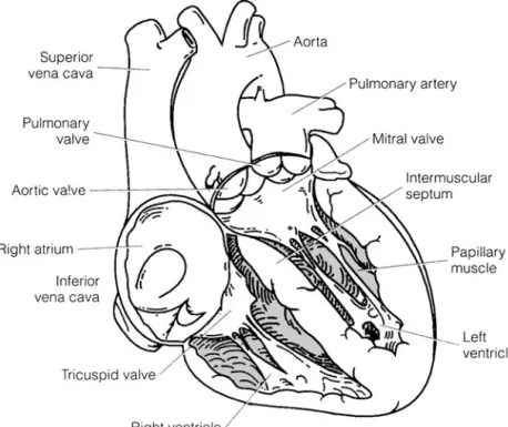 Figure 2-1  The heart is the pump of the circulatory system.