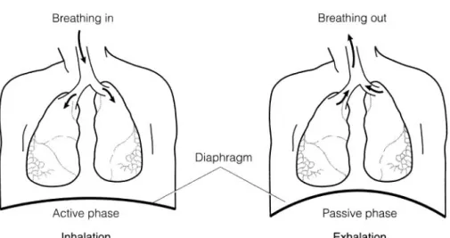 Figure 2-2  The lung resembles an upside-down tree.