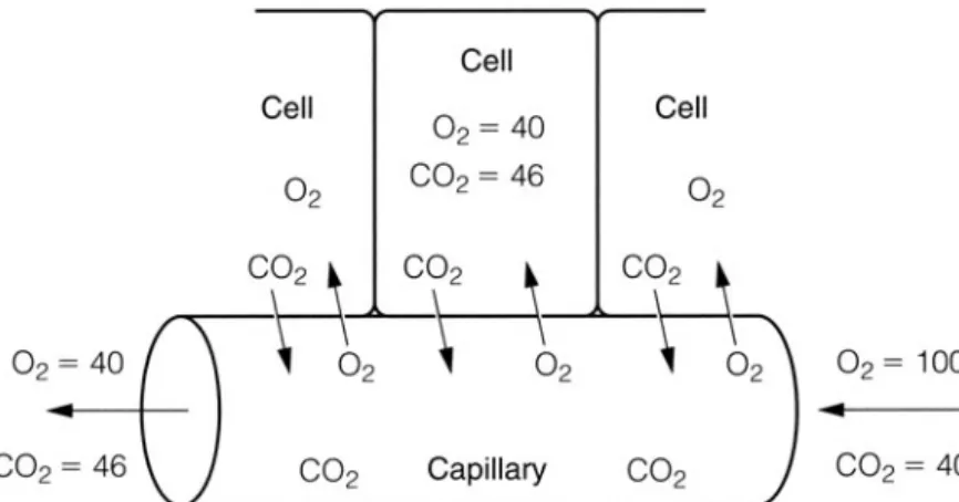 Figure 2-7 Tissue-capillary diffusion of oxygen and carbon dioxide (in mm Hg).
