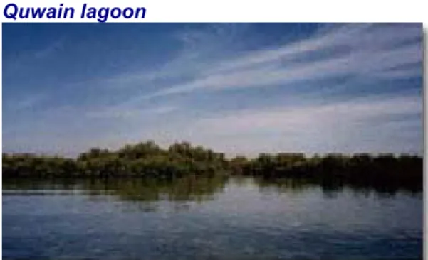 Figure 1-7: Mangrove forest in Umm al  Quwain lagoon 