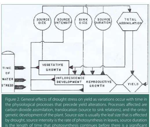Figure 2. General effects of drought stress on yield as variations occur with time in  the physiological processes that precede yield alterations