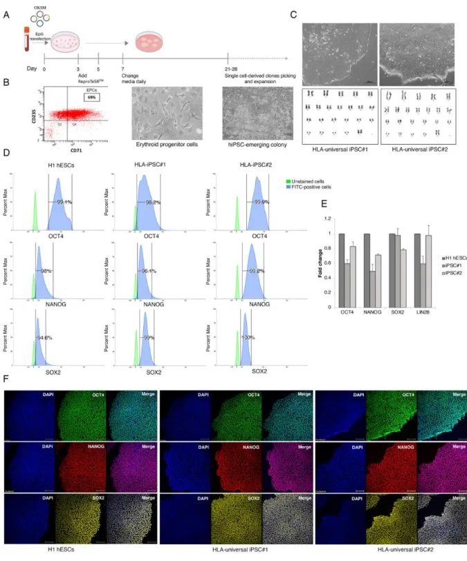Figure 2: Generation and characterization of HLA-universal iPSCs. (A) Schematic representation 139 