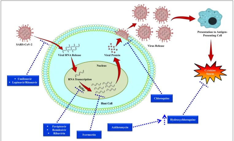 FIGURE 4 | Replication cycle of SARS-CoV-2 and potential anti-SARS-CoV-2 drug targets