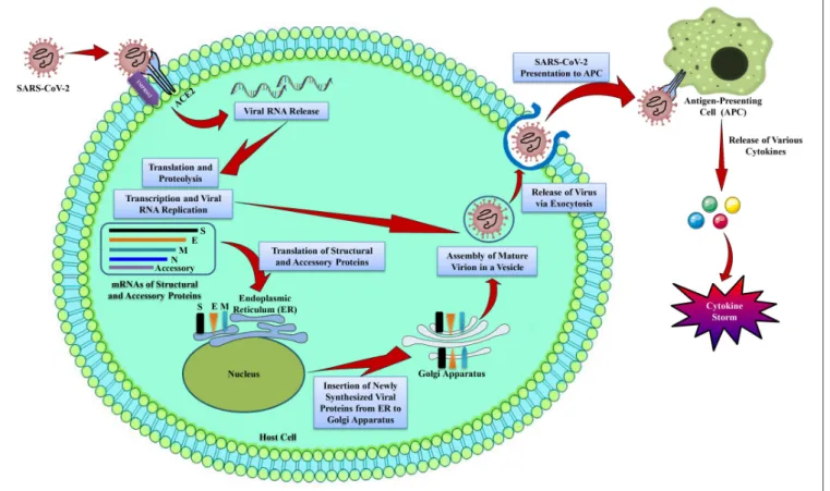 FIGURE 1 | The life cycle of SARS-CoV-2 in host cells. SARS-CoV-2 contains 4 structural proteins including spike (S), envelope (E), matrix/membrane (M), and nucleocapsid (N), in association with various accessory proteins