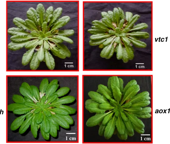 Figure  3.1.  Phenotypic  appearance  of  8-week-old  plants  of  wild  type  (cv. 