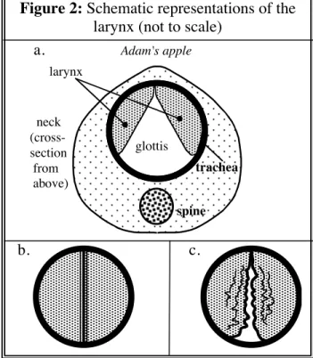 Figure 2: Schematic representations of the larynx (not to scale)