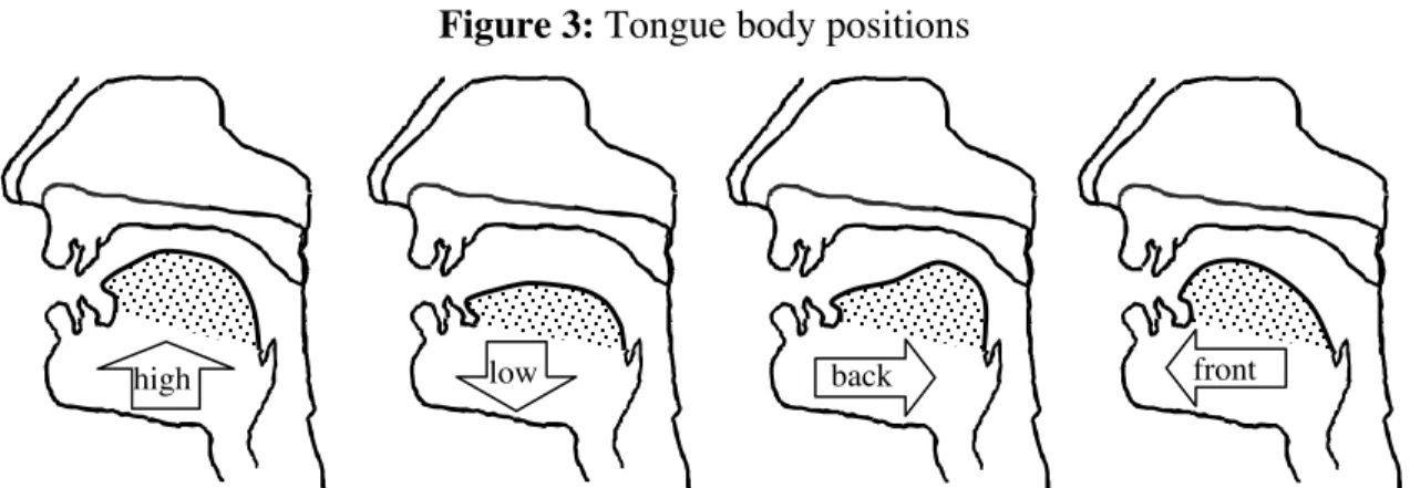 Figure 3: Tongue body positions