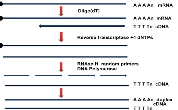 Figure 11.5: Generation of complementary DNA from m-RNA by Gubber-Hoffman method. 