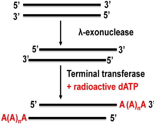Figure 12.3: Preparation of radioactive probe by terminal transferase method. 