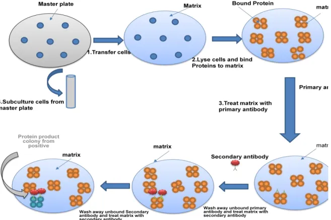 Figure 12.4: Sceening by immunological methods 