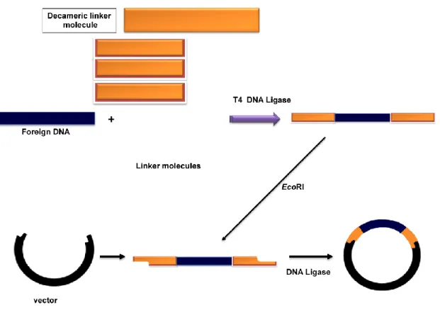 Figure 13.2 : Linker molecule and its usage in cloning of a blunt DNA. 