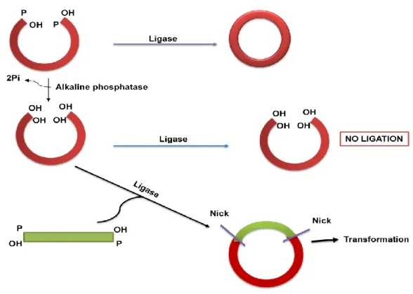 Figure 13.5 : Usage of Alkaline phosphatase in cloning. 