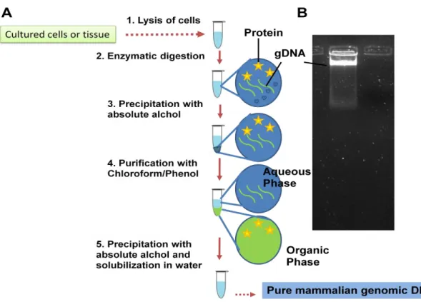 Figure 10.2: Genomic DNA isolation. (A) Different steps in genomic DNA isolation. (B) Agarose gel analysis of isolated  genomic DNA