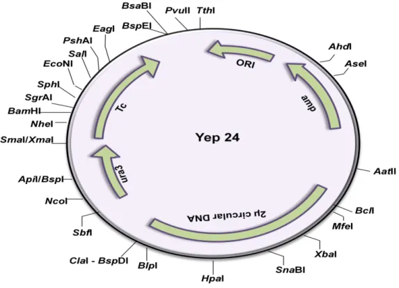 Figure 19.1: Vector map of episomal yeast plasmid Yep 24. 
