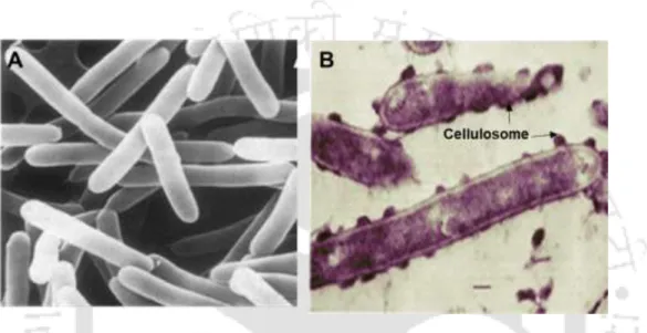Fig. 1.8 (A) Scanning electron microscope (SEM) images of Clostridium thermocellum,  showing  normal  rod  shaped  cells  (adapted  from  Lamed  et  al.,  1987);  (B)  Transmission  electron  microscope  (TEM)  image  of  cationized  ferritin  (CF)  staine