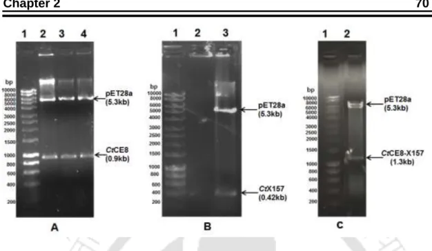 Fig. 2.5  Agarose gel (0.8%, w/v) showing NheI-XhoI digested recombinant plasmid  containing genes encoding  (A)  CtPME, (Lane 1, 2 &amp; 3: 0.9 kb), (B) CtX57,  (Lane 3: 0.42 kb) and (C) CtPMEf (Lane 2: 1.3 kb)