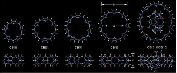 Figure 1.2  Top and side views of the X-ray crystal structures of CB[5], CB[6], CB[7], CB[8], and  CB[5]@CB[10].The various compounds are drawn to scale (taken from ref