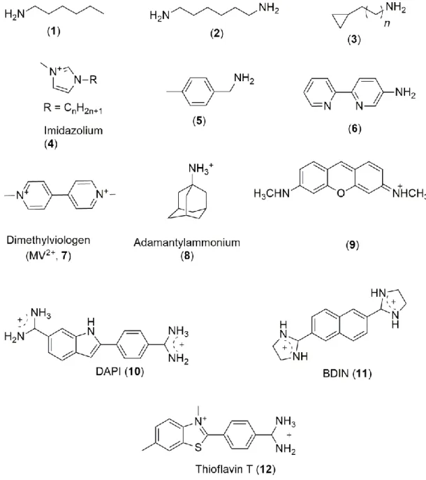 Figure 1.4 Various types of charged organic species as guests for CB[6] and CB[7]. 