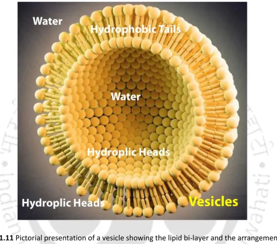 Figure 1.11 Pictorial presentation of a vesicle showing the lipid bi-layer and the arrangement of  surfactant molecules.