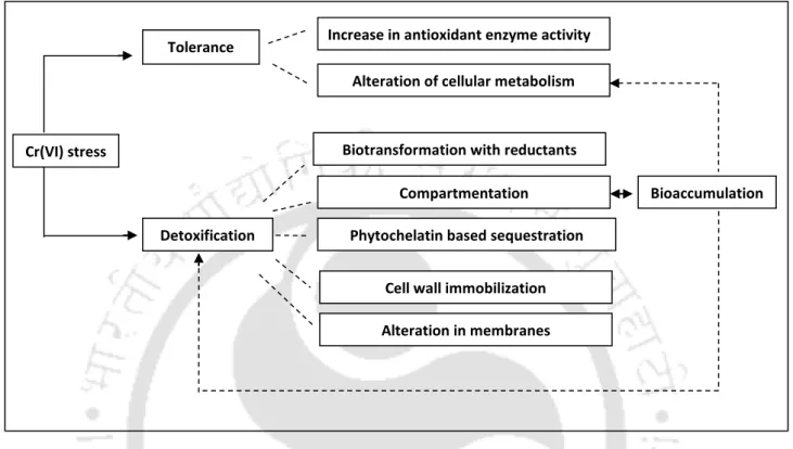 Figure 2.3: Schematic of chromium tolerance and detoxification mechanisms  
