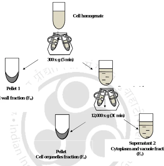Figure  3.2:  Schematic  of  steps  followed  in  separation  of  organelles  sedimented  by  differential centrifugation 