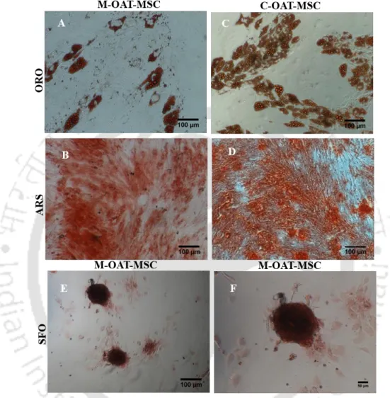 Figure  4.1.8.  Mesodermal  differentiation  of  OAT-MSC.  (A-F)  are  C-OAT  and  M-OAT  MSC  differentiated into  the  adipocytes,  osteocytes  and  chondrocytes  for  21  days