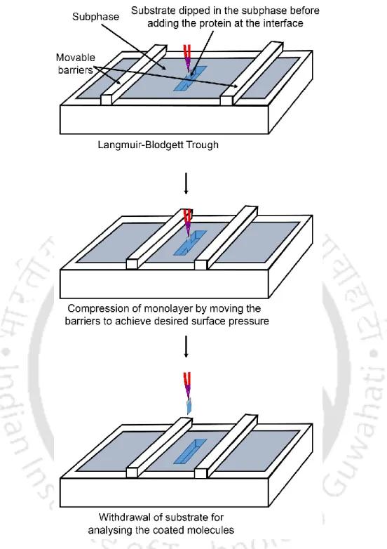 Fig.  2.2.  The  schematic  diagram  of  Blodgett  deposition  on  the  pre-dipped  substrate  from  a  compressed monolayer