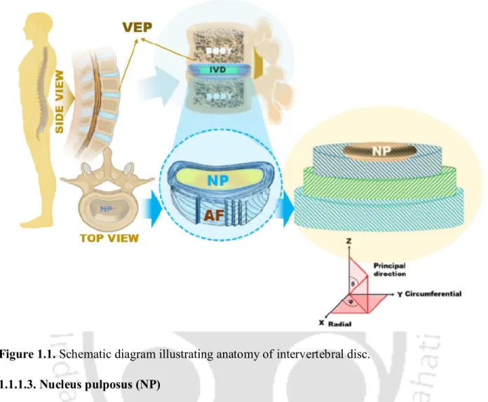 Figure 1.1. Schematic diagram illustrating anatomy of intervertebral disc.   